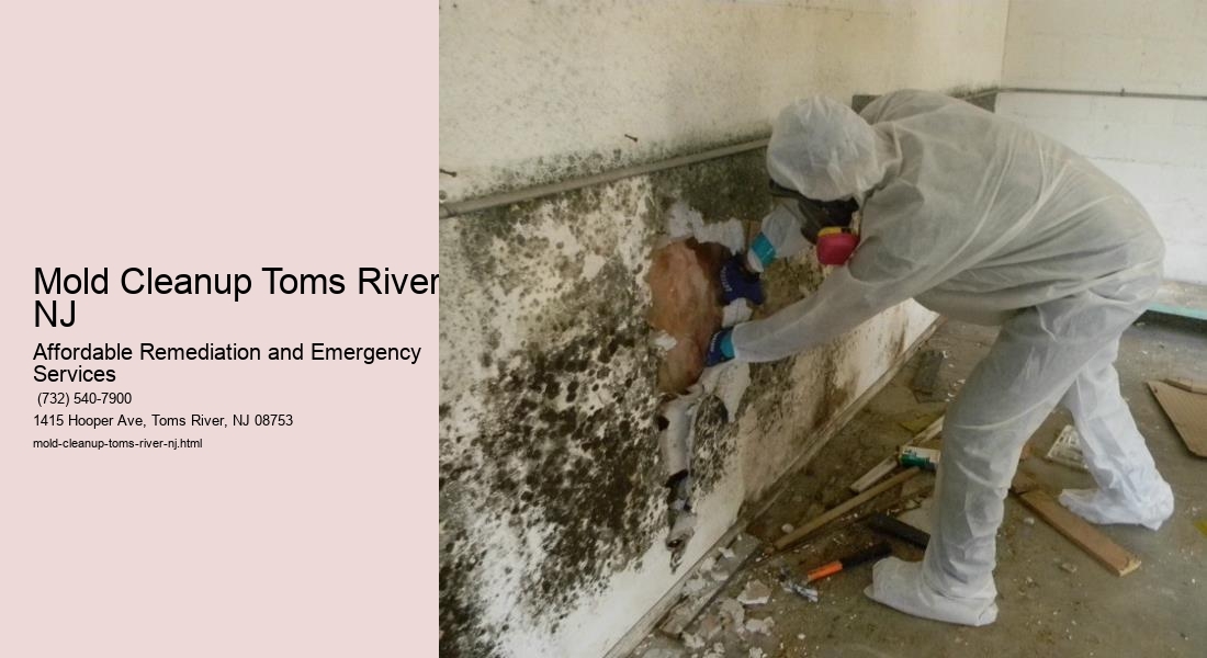 Mold Cleanup Toms River NJ
