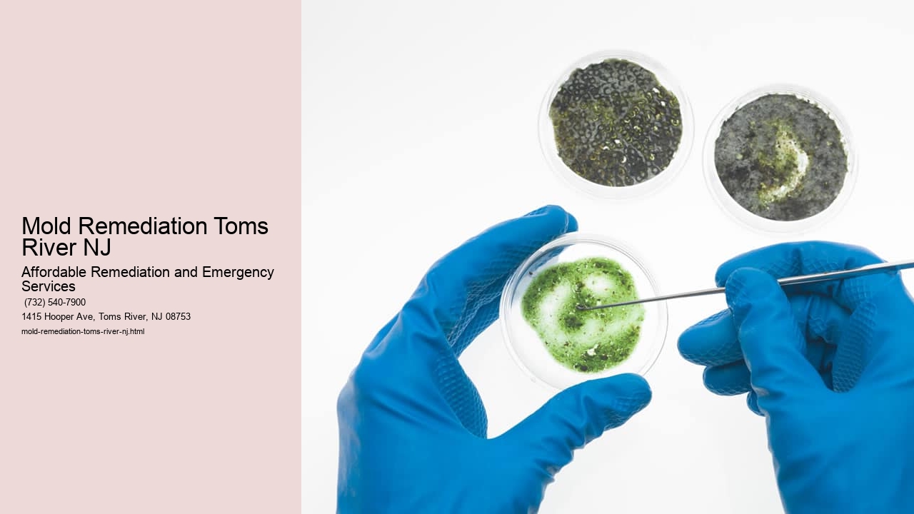 Mold Remediation Toms River NJ