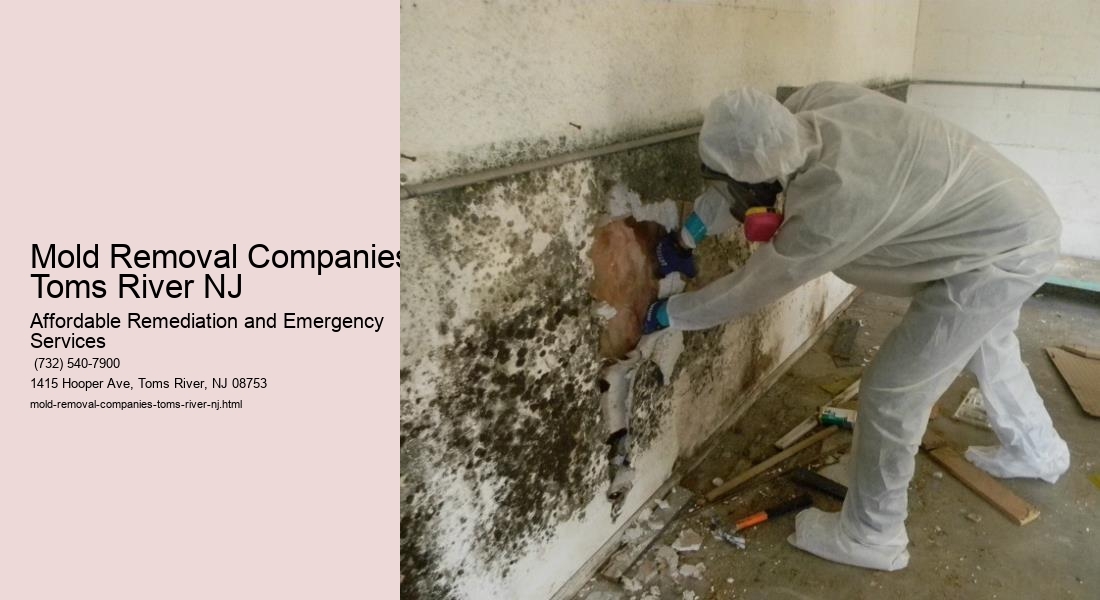 Mold Removal Companies Toms River NJ